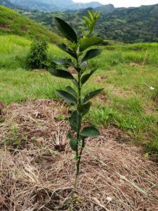 Sisdeagro SAS | Siembra de plantaciones de Frutales