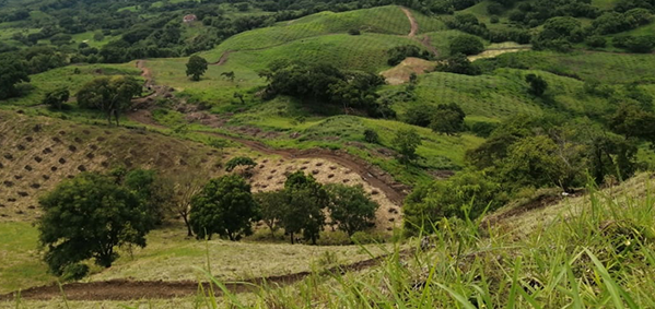 Sisdeagro SAS | Siembra de plantaciones nuevas en Colombia