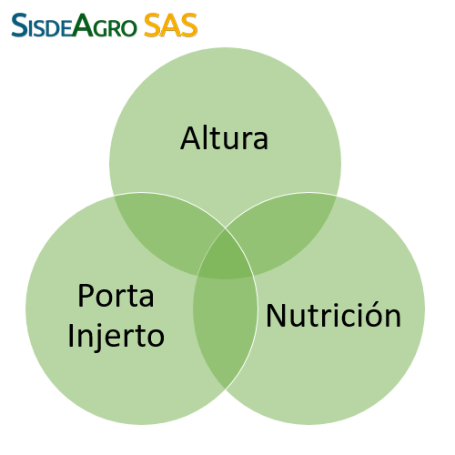Sisdeagro SAS | Factores que inciden en la calidad del Limon Tahiti de Exportacion