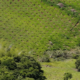 Sisdeagro SAS | Establecimiento de Plantaciones de Frutales en Colombia