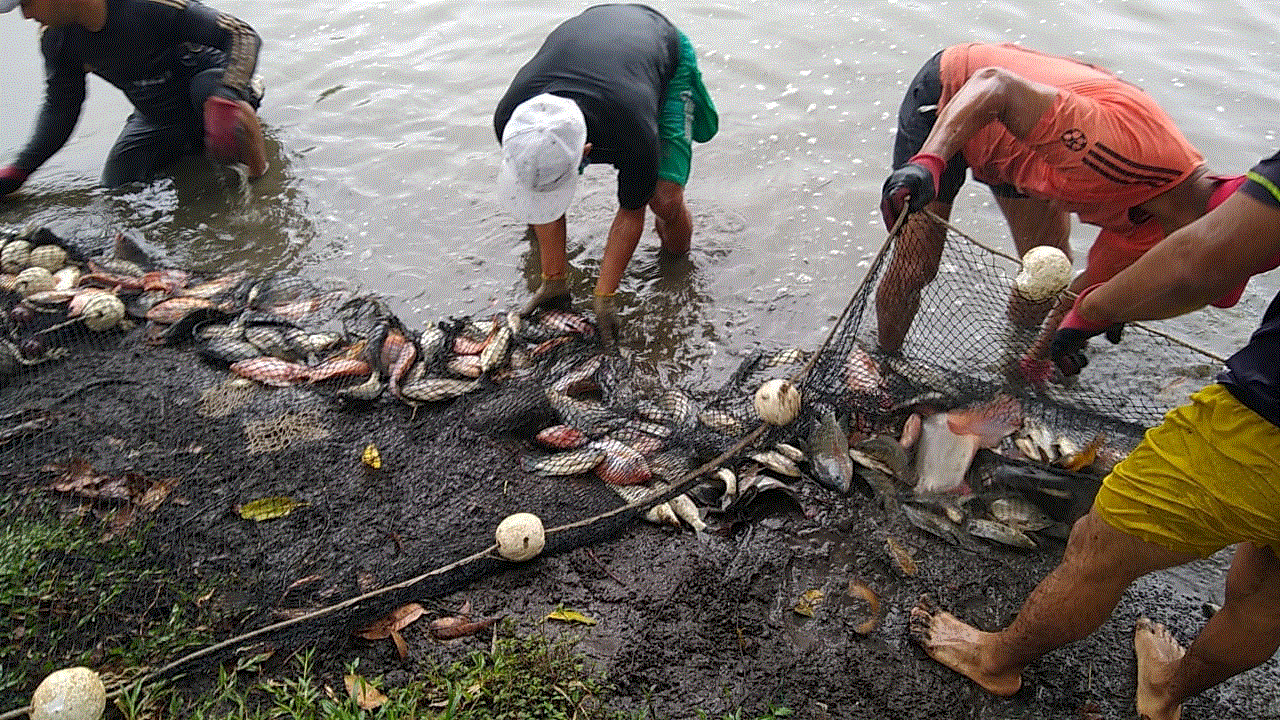 Sisdeagro SAS | Asistencia Técnica en Piscicultura en Colombia