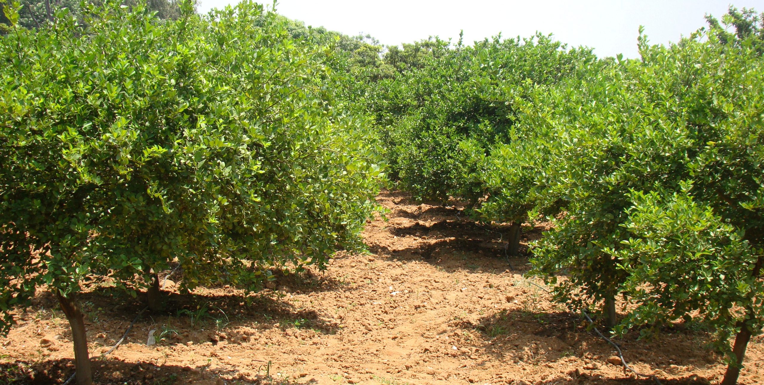 SisdeAgro SAS |Balance de bases (Ca, Mg y K) en nutrición de limón tahiti