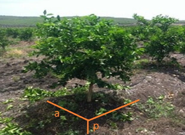 SisdeAgro SAS | Cómo calcular la cantidad de suelo a fertilizar en limón tahiti