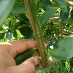 Sisdeagro SAS Colombia | Poda Sanitaria del Limón Tahití: ¿Qué son los chupones y porqué impactan tanto la productividad del cultivo