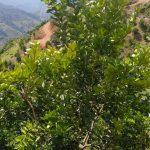 Sisdeagro SAS Colombia | Poda Sanitaria del Limón Tahití: ¿Qué son los chupones y porqué impactan tanto la productividad del cultivo