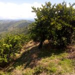 SisdeAgro SAS Colombia | Se busca inverisionista para finca de Limon Tahití en Ciudad Bolivar Antioquia