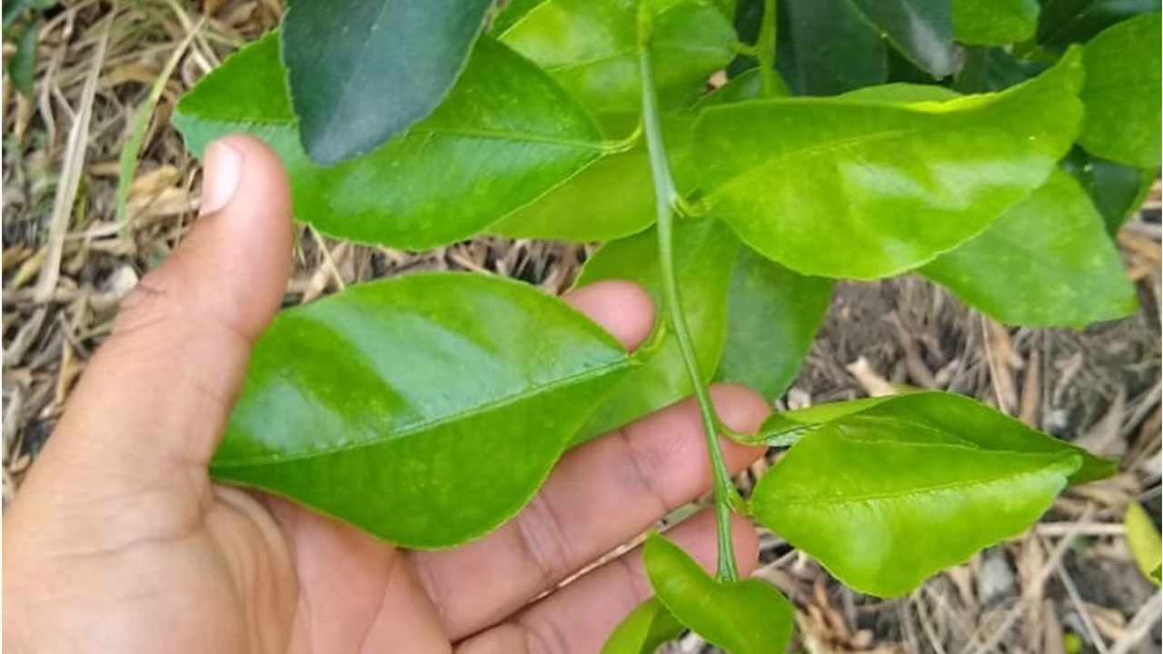 Sisdeagro SAS Colombia | Cómo interpretar adecuadamente un análisis de tejido foliar para Limón Tahití