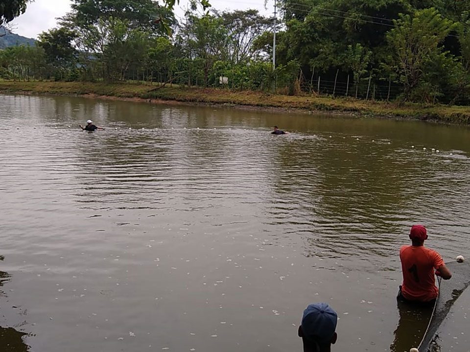 Sisdeagro SAS Colombia | Criterios a tener en cuenta para racionar el alimento en una explotación piscícola
