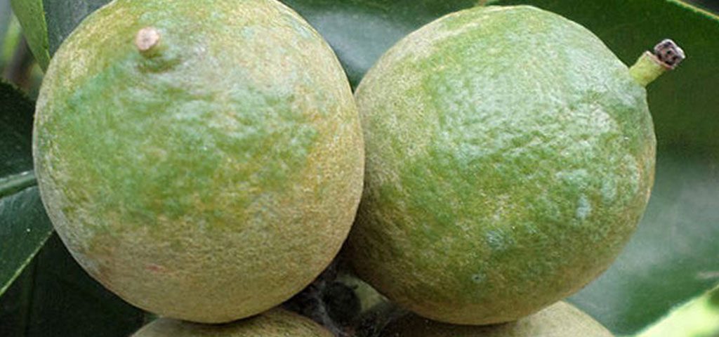 Sisdeagro SAS Colombia | Principales plagas del limon Tahití: ácaro blanco