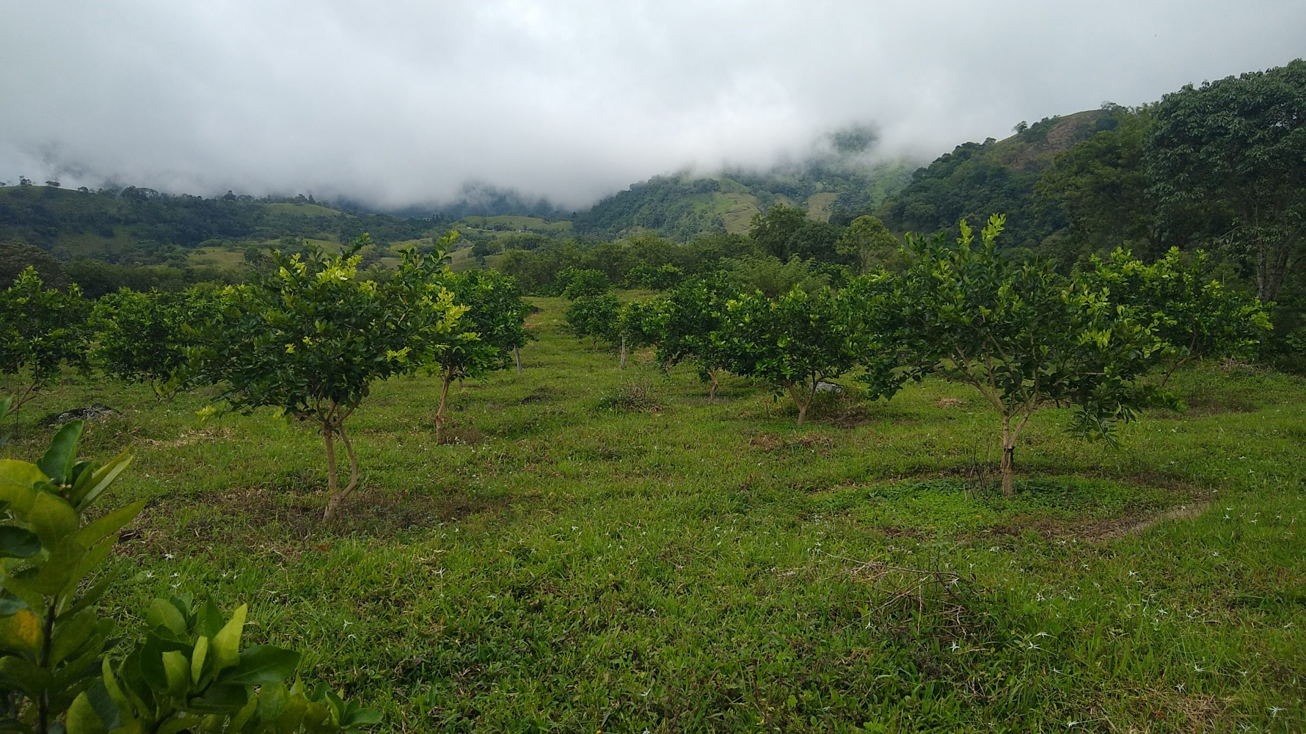 Sisdeagro SAS Colombia | Influencia del patrón o porta injerto en la calidad de la fruta del limón Tahití