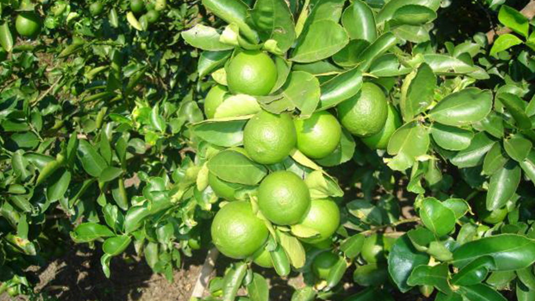 Sisdeagro SAS Colombia | Influencia del patrón o porta injerto en la calidad de la fruta del limón Tahití