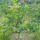 Sisdeagro SAS Colombia | Influencia de la adecuada fertilización con fósforo en plantaciones jóvenes