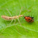 Sisdeagro SAS Colombia | El papel de los biodepredadores en manejo intergrado de plagas para el cultivo de Limón Tahití