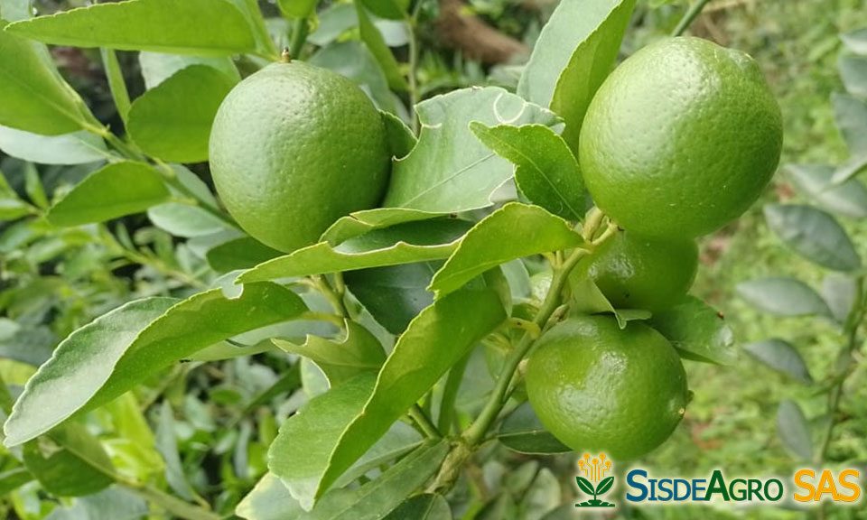 Sisdeagro SAS | Principales errores que se comenten al establecer plantaciones de limon Tahití