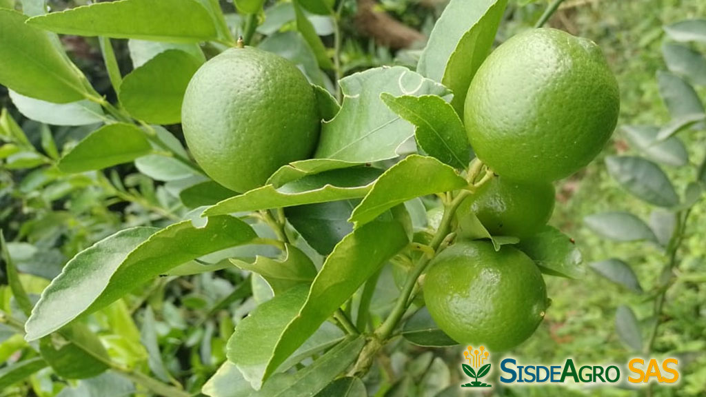 Sisdeagro SAS | Principales errores que se comenten al establecer plantaciones de limon Tahití