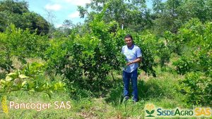 Sisdeagro SAS | Tratamiento exitoso para árboles de limón Tahití con HLB en Montería, Colombia