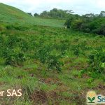 Sisdeagro SAS | Tratamiento exitoso para árboles de limón Tahití con HLB en Montería, Colombia