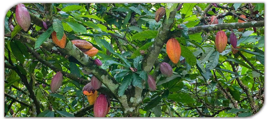 Cacao | Sisdeagro SAS proyectos de Inversi'on de Cacao en Colombi