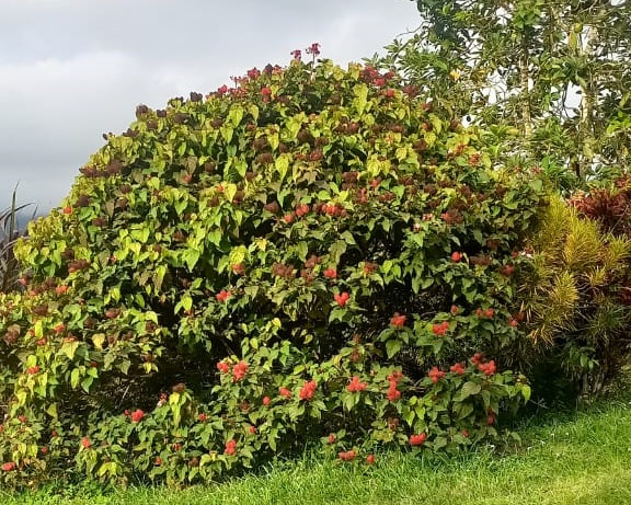 Arbol de achiote | Sisdeagro SAS Asistencia técnica e implementación de Proyectos Productivos de achiote en Colombia