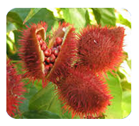 Achiote | Sisdeagro SAS : El Achiote y Colorantes Naturales: Los Ganadores tras la Prohibición del Rojo No. 3 en alimentos por la FDA