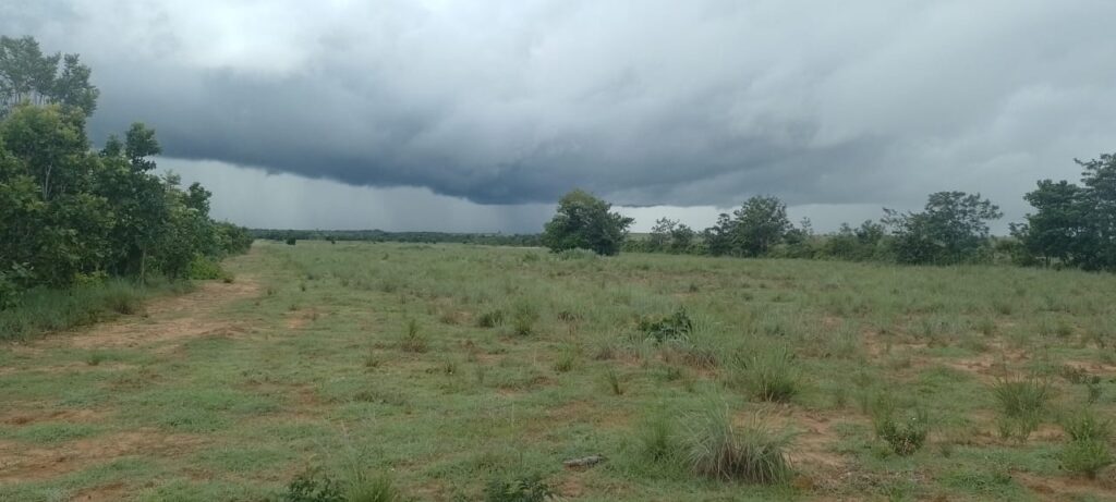 Los suelos de los Llanos Orientales| Sisdeagro SAS Implementación de Proyectos de Inversión en Agricultura para Colombia