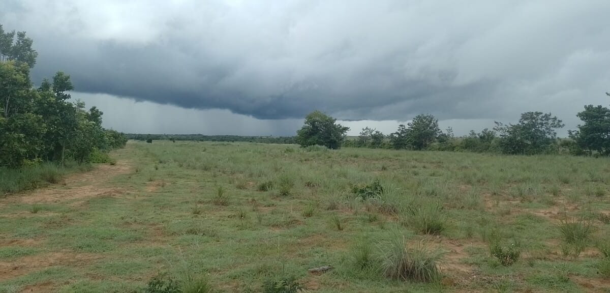 Los suelos de los Llanos Orientales| Sisdeagro SAS Implementación de Proyectos de Inversión en Agricultura para Colombia