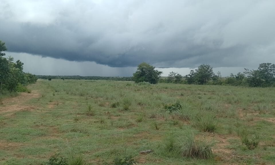 Los suelos de los Llanos Orientales| Sisdeagro SAS Implementación de Proyectos de Inversión en Agricultura para Colombia