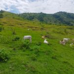 Sisdeagro SAS | Finca en venta en Concordia, Antioquia