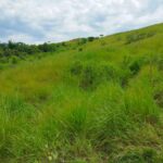 Sisdeagro SAS | Finca en venta en Concordia, Antioquia