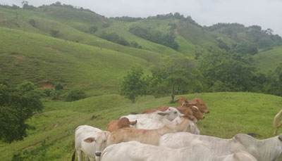 Sideagro SAS | Propiedad ganadera en venta en Puerto Berrío, Antioquia