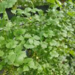Sisdeagro SAS :: CIlantro hidropónico sabor fuerte y aroma indiscutible. Plantas de larga duración