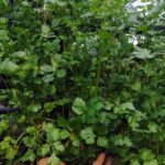 Sisdeagro SAS :: CIlantro hidropónico sabor fuerte y aroma indiscutible. Plantas de larga duración
