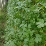 Sisdeagro SAS :: CIlantro hidropónico sabor fuerte y aroma indiscutible. Plantas de larga duración