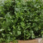 Sisdeagro SAS :: CIlantro hidropónico sabor fuerte y aroma indiscutible. Plantas de larga duración
