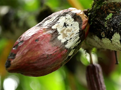 Sisdeagro SAS | Manejo integrado de la moniliasis en cacao - Parte I