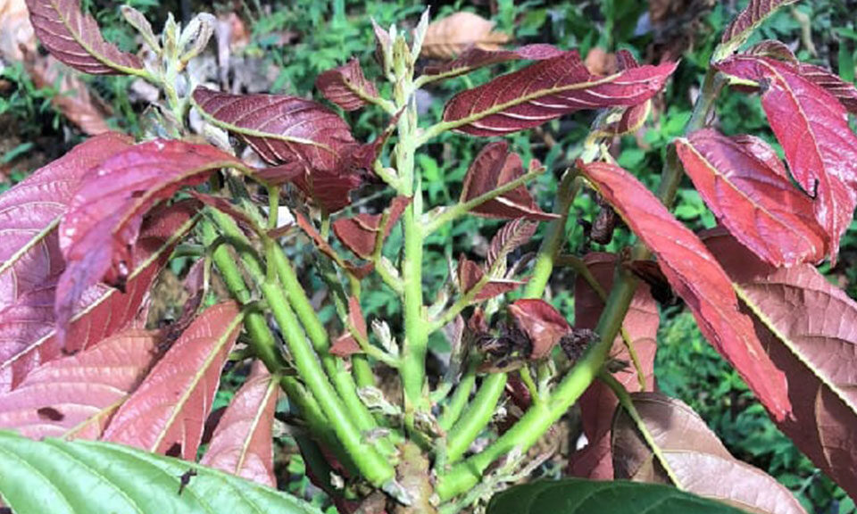 Sisdeagro SAS | La escoba de bruja del cacao y sus implicaciones