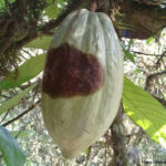 Sisdeagro SAS | Manejo integrado de la moniliasis en cacao - Parte I