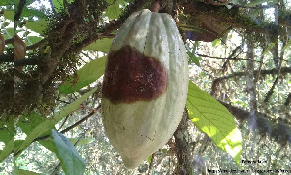 Sisdeagro SAS | Manejo integrado de la moniliasis en cacao - Parte I