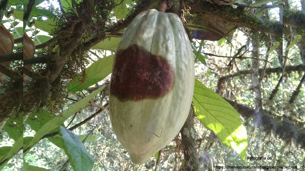 Sisdeagro SAS | Manejo integrado de la moniliasis en cacao - Parte I