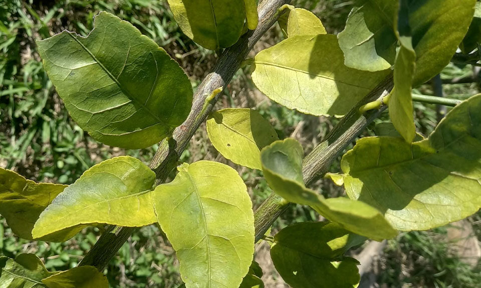 Sisdeagro SAS | Patologías asociadas al HLB (Huanglongbin) o mal del enverdecimiento de los cítricos