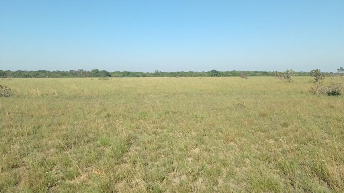 Sisdeagro SAS | 60,000 hectáreas en venta para agricultura o forestales en Vichada