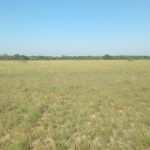 Sisdeagro SAS | 60,000 hectáreas en venta para agricultura o forestales en Vichada