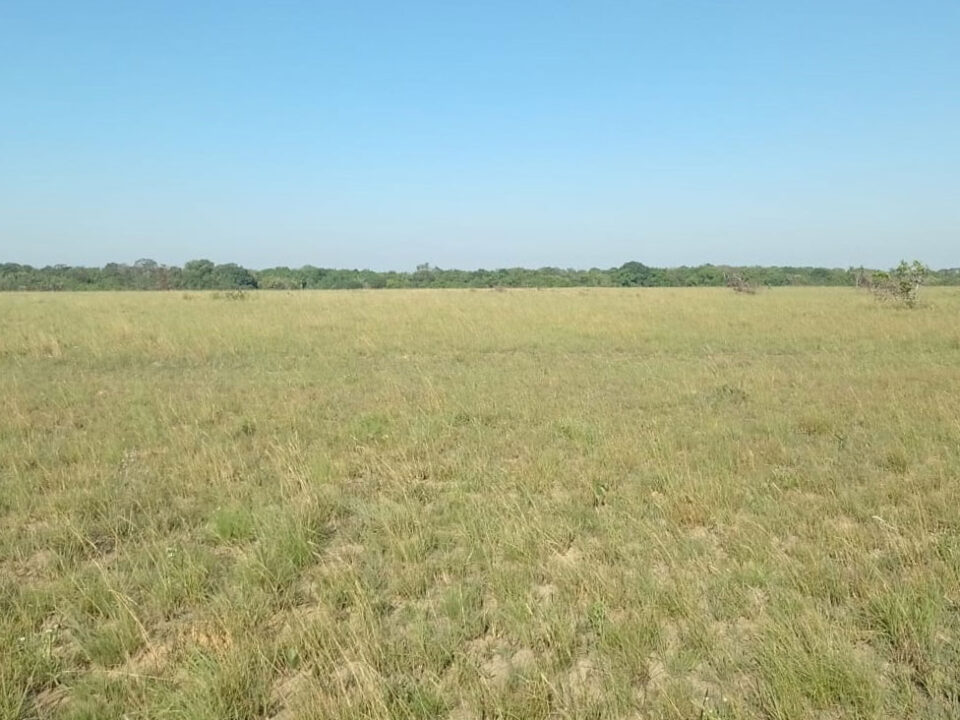 Sisdeagro SAS | 60,000 hectáreas en venta para agricultura o forestales en Vichada