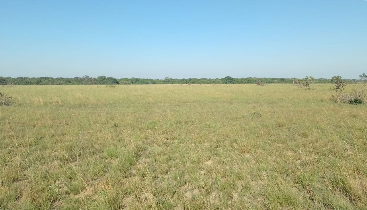 Sisdeagro SAS | 60,000 hectáreas en venta para agricultura o forestales en Vichada