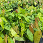 Sisdeagro SAS | Los clones de cacao en Colombia: ¿cuál sembrar y por qué?