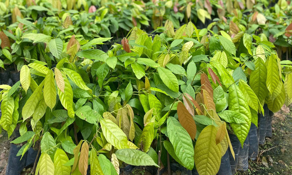 Sisdeagro SAS | Los clones de cacao en Colombia: ¿cuál sembrar y por qué?