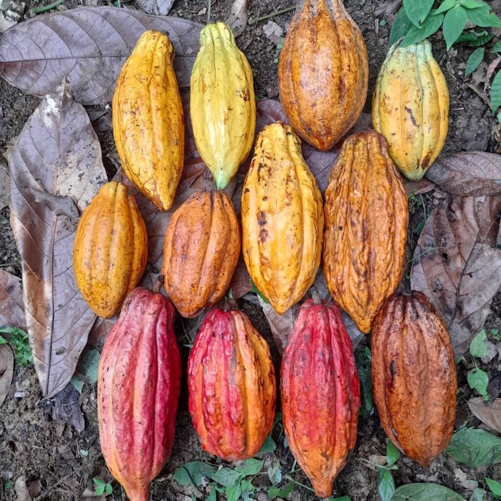 Sisdeagro SAS | Mazorcas deCacao Criollo :: Los clones de cacao en Colombia: ¿cuál sembrar y por qué?