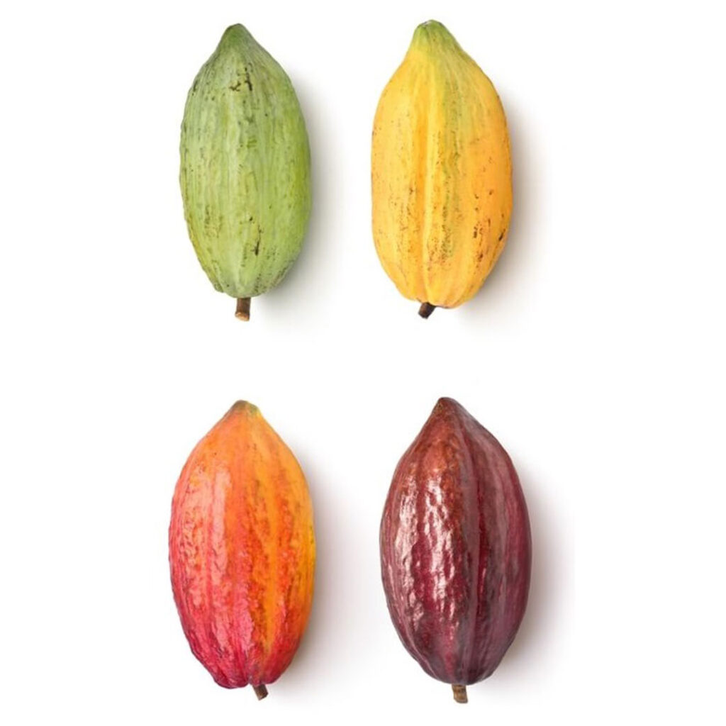 Sisdeagro SAS | Mazorcas deCacao Forastero :: Los clones de cacao en Colombia: ¿cuál sembrar y por qué?
