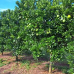 Sisdeagro SAS | Cómo perder plata emprendiendo con frutales (1/5): La decisión de emprender
