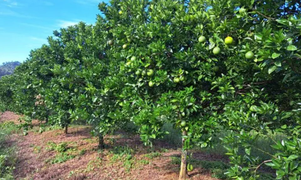 Sisdeagro SAS | Cómo perder plata emprendiendo con frutales (1/5): La decisión de emprender